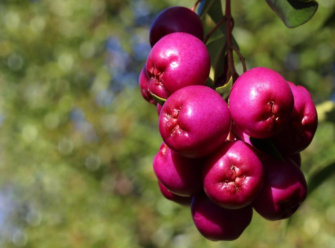 Australian indigenous cuisines