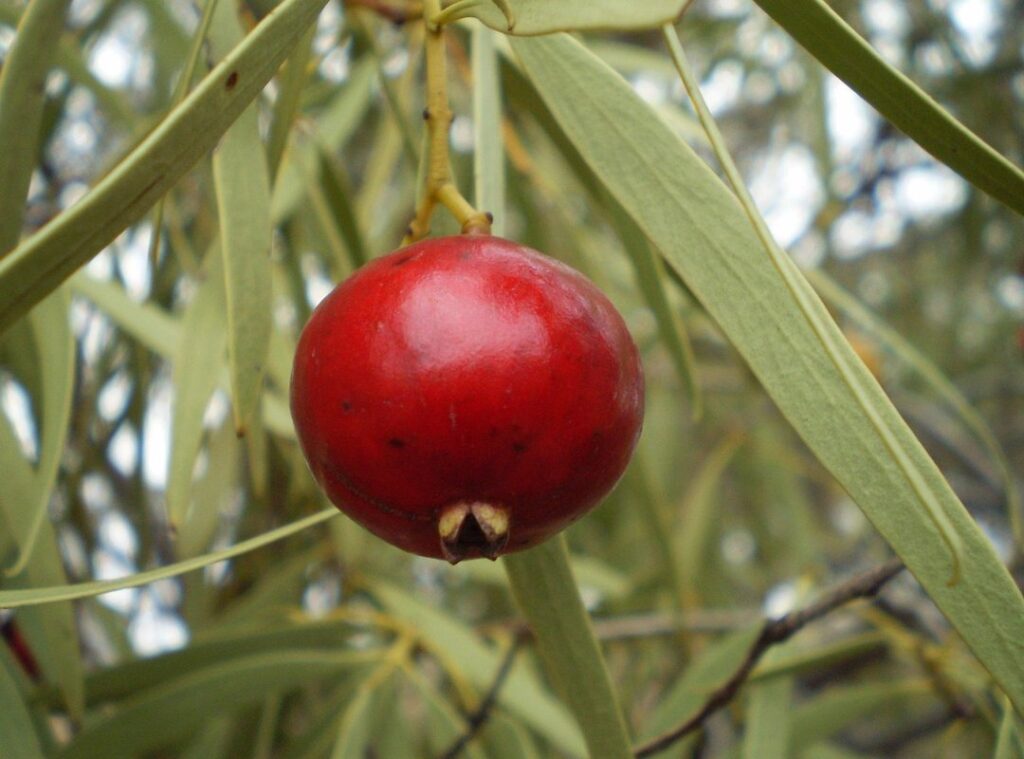 Australian indigenous cuisines