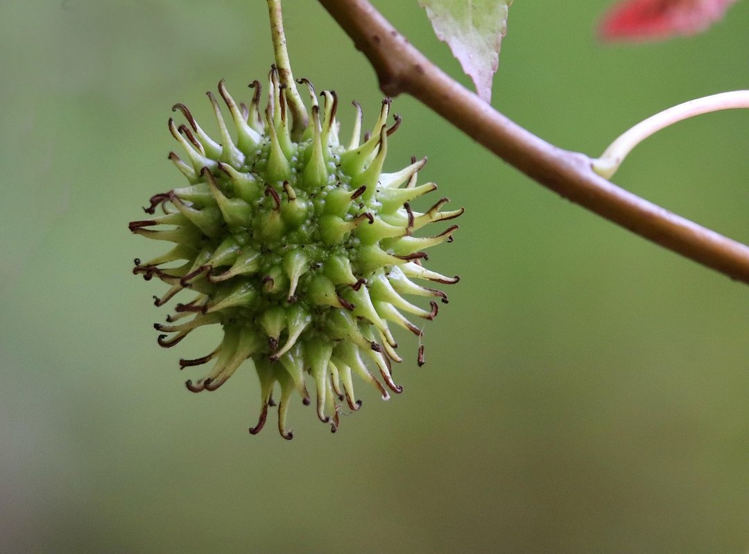 exotic fruits savory