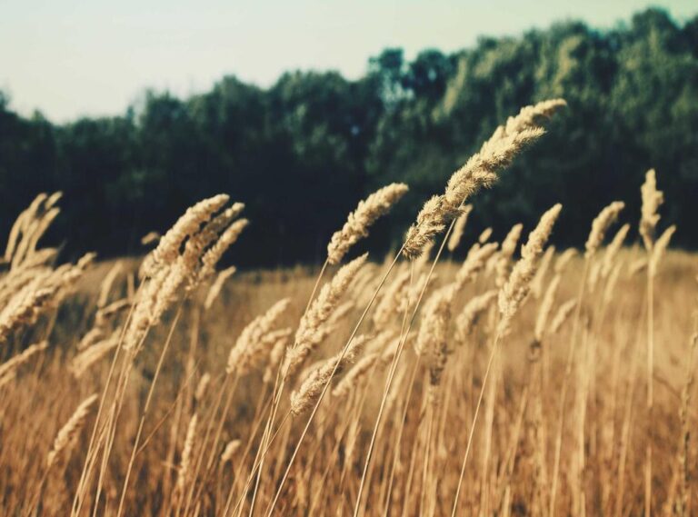 girl:dvj5tx85pjo= gyat