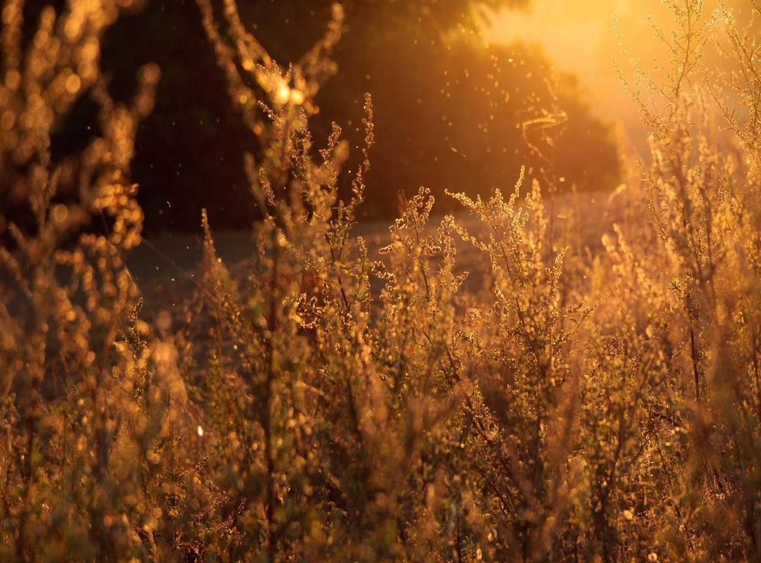 Strategic Placement: Where to Get Your Masculine Lily Tattoo